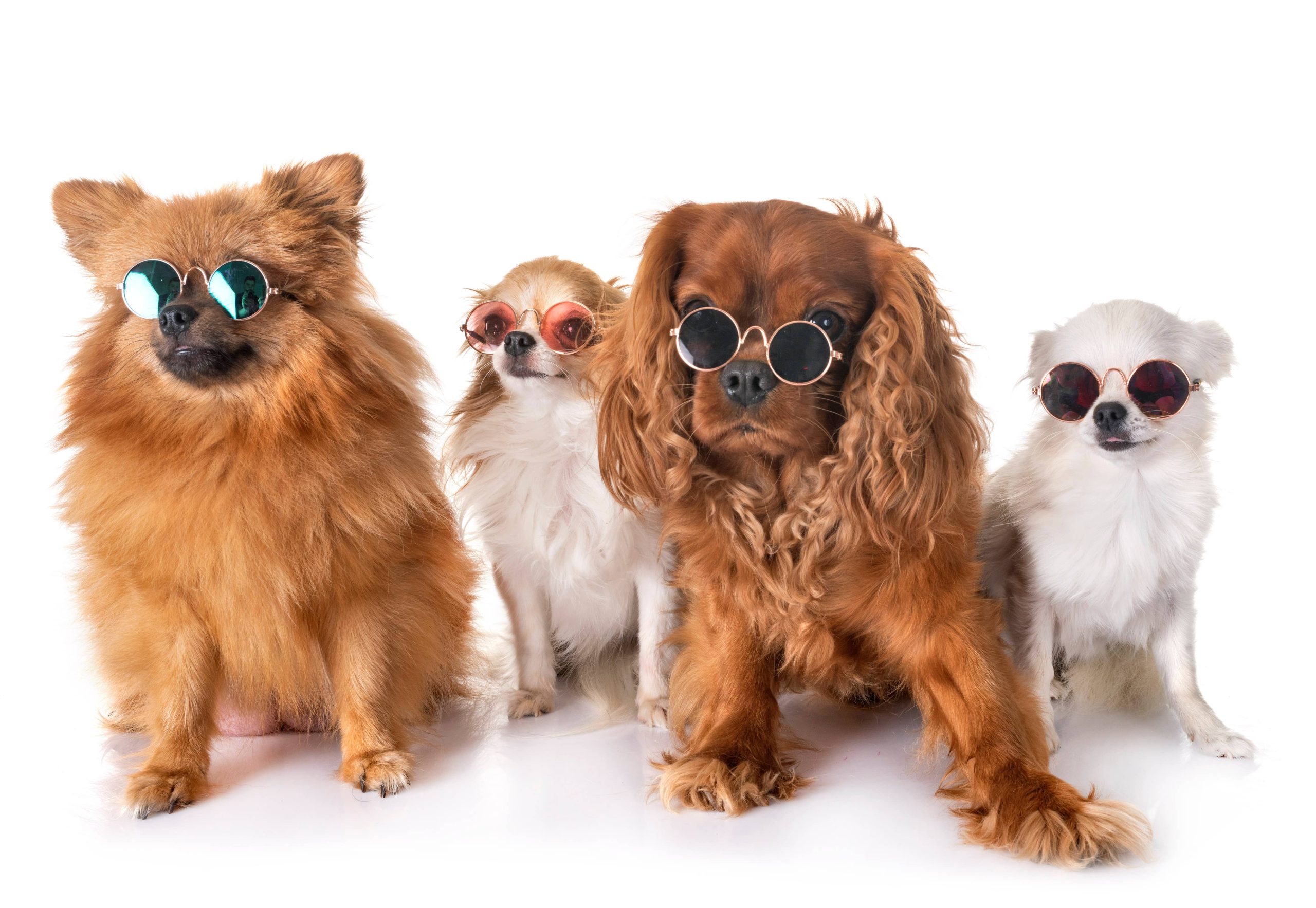 The Best Dog Breeds For Retirees