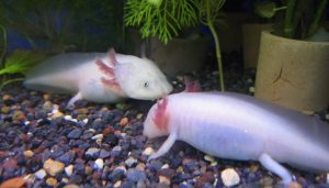 Exotic Pets in New Zealand: What You Can and Can’t Own