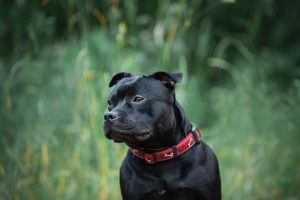 Vets Concerned About Parvovirus