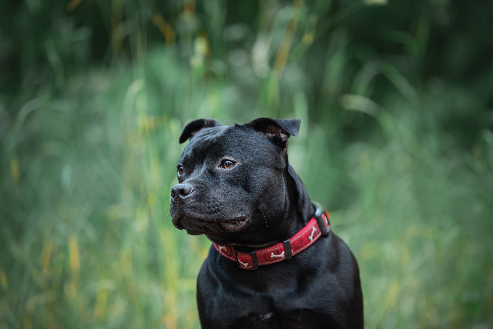 Vets Concerned About Parvovirus