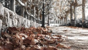 Managing Seasonal Depression During Daylight Saving Time in New Zealand